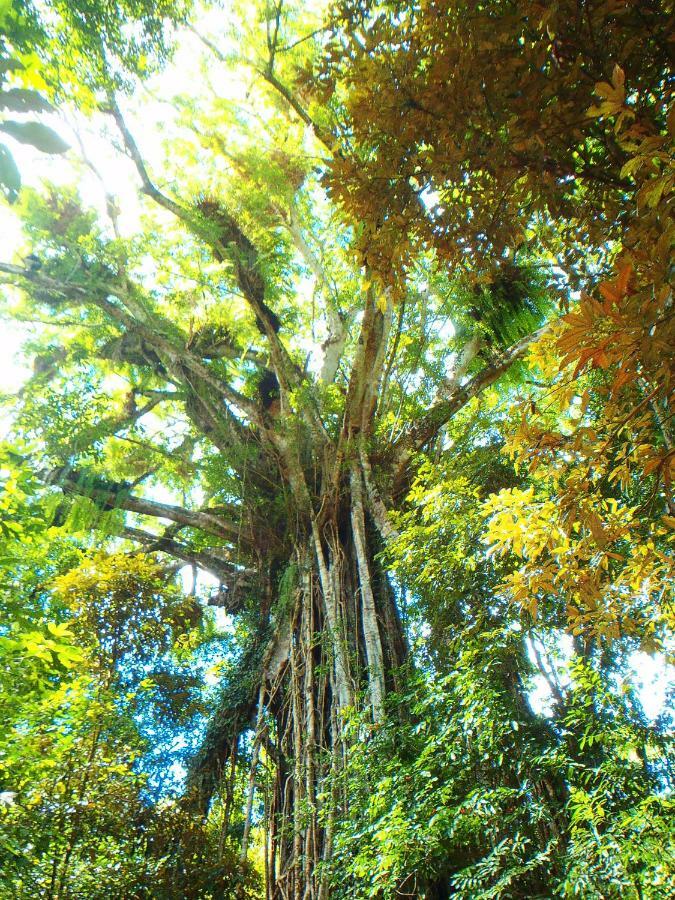 On The Wallaby Eco Lodge Yungaburra Ngoại thất bức ảnh